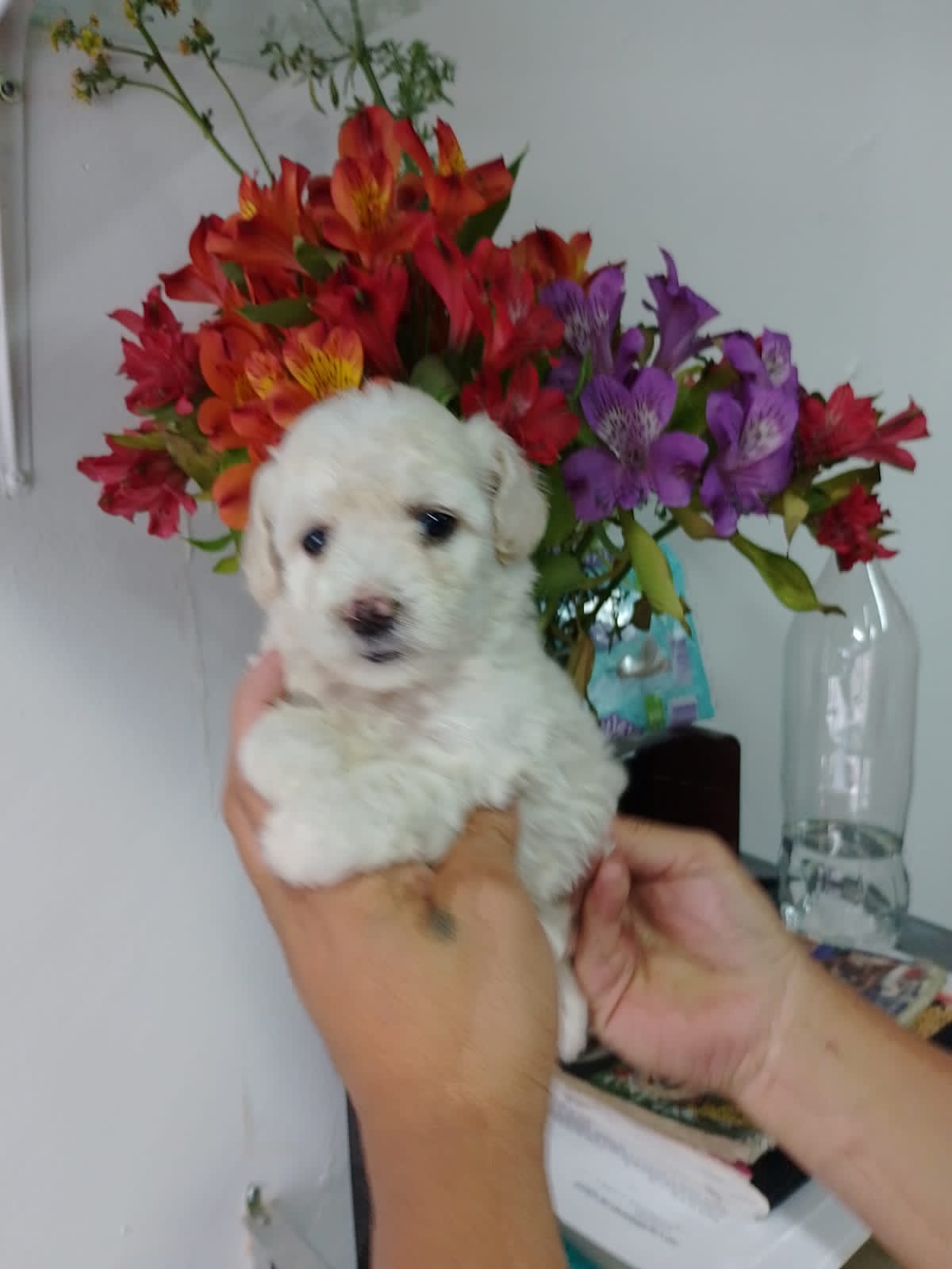 French Poodle Minitoy Cachorros De