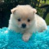 Pomeranio Lulú - Image 2