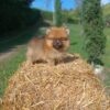 Pomeranio Lulú - Image 5