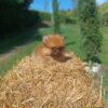 Pomeranio Lulú