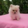Pomeranio Lulú - Image 6