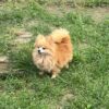 Pomeranio Lulú - Image 7