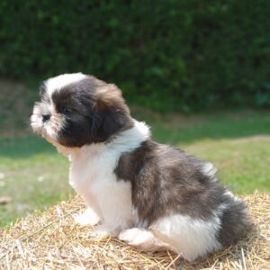 Shih-tzu bicolor