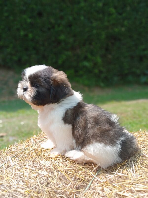 Shih-tzu bicolor